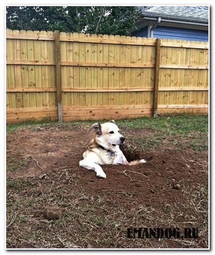 Защо кучето копае яма
