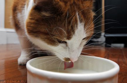 Защо котките нямат апетит води, третиране на лош апетит