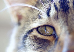 Защо котки очите вода, причините и какво да правя