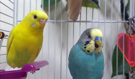 Защо вълнисто папагалче надраскване (снимки и видео)