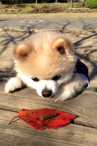 Портокали - най-възхитителния куче в света, списание wildberries стил