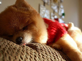 Портокали - най-възхитителния куче в света, списание wildberries стил