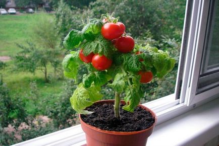 Чери домати на перваза на прозореца през зимата, как да растат в саксия