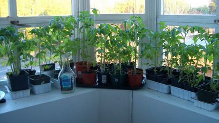 Чери домати на перваза на прозореца през зимата, как да растат в саксия