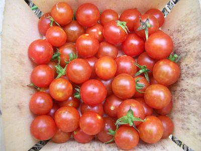 Чери домати на перваза на прозореца - трикове на търговията