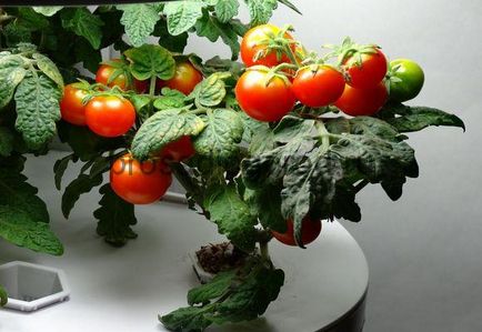 Чери домати за отглеждането на перваза на прозореца и поддръжка, фото и видео