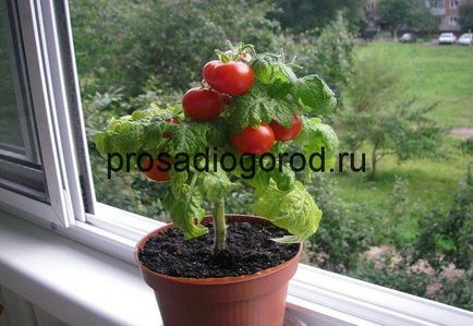 Домати на перваза на прозореца, засадени с домати у дома, изборът на почвата, фото и видео