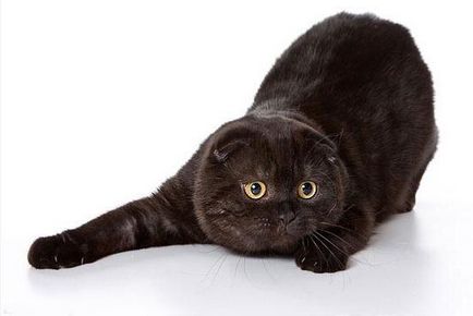 Популярни котка порода британец клепоух