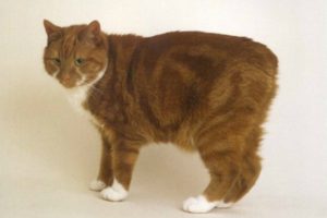 Породата на безопашатите котки (котки) Породата на безопашатите котки