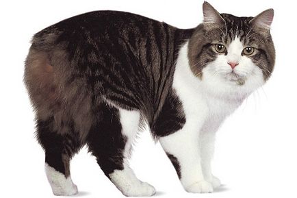 Породата на безопашатите котки (котки) Породата на безопашатите котки