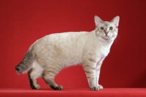Породата на безопашатите котки (порода) Породата на безопашатите котки