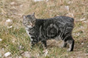 Породата на безопашатите котки (котки) Породата на безопашатите котки
