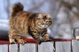 Породата на безопашатите котки (порода) Породата на безопашатите котки