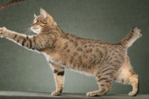 Породата на безопашатите котки (котки) Породата на безопашатите котки