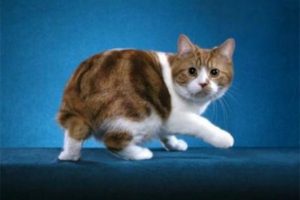 Породата на безопашатите котки (котки) Породата на безопашатите котки