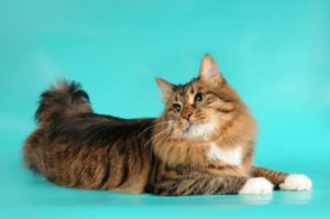 Породата на безопашатите котки (котки) Породата на безопашатите котки