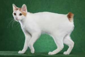 Породата на безопашатите котки (котки) Породата на безопашатите котки