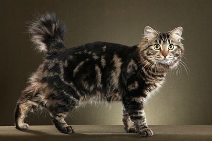 Породата на безопашатите котки (котки) Породата на безопашатите котки