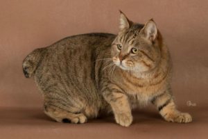 Породата на безопашатите котки (котки) Породата на безопашатите котки