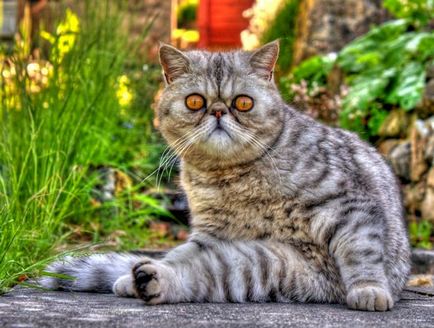 Екзотична котка порода - особено на характера и силата