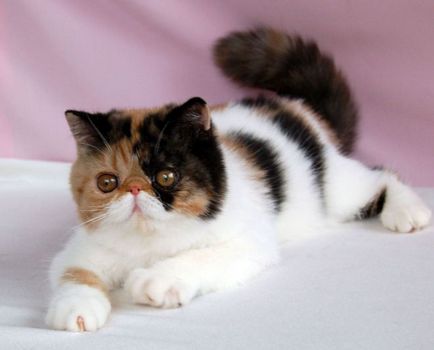 Екзотична котка порода - особено на характера и силата