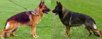 Куче порода немска овчарка - на външен вид, характер, съвети за избора на кученце