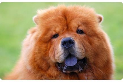 Порода куче със синя снимка език и описание