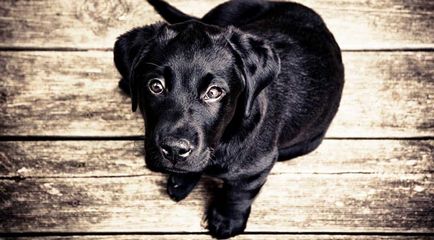 Порода черно куче