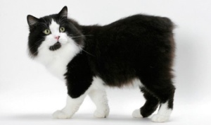 Порода котки без опашка, снимка, описание, грижи, характер, цена