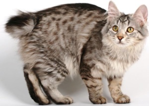 Порода котки без опашка, снимка, описание, грижи, характер, цена