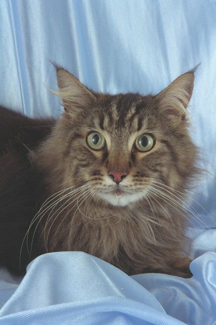 Cat породи голям размер (размери) Cat поражда голям