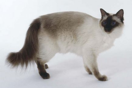 Cat породи по-големи (и по-големи котки) Cat поражда голям