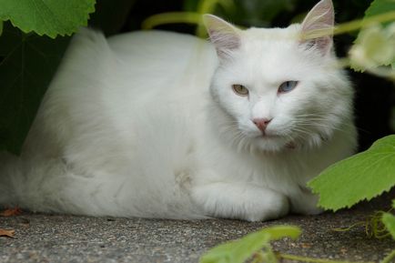 Породи котки с големи уши (дългите) 16 породи със снимки и имена