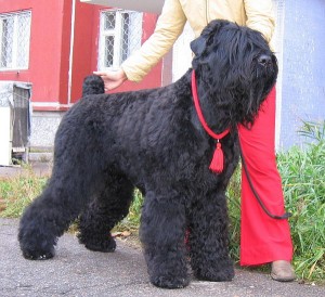 Куче порода черно куче