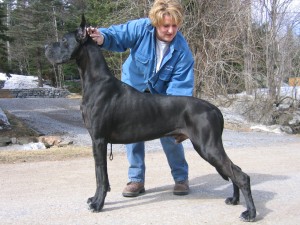 Куче порода черно куче