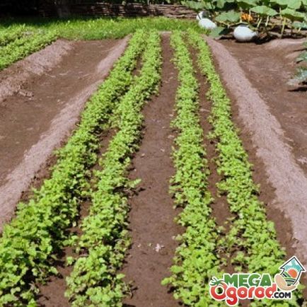 засаждане на картофи за организацията легла mitlayderu и грижи за растенията