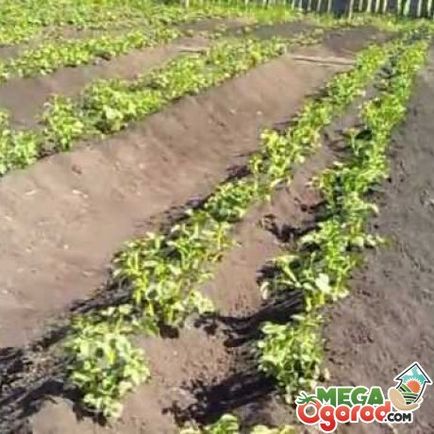 засаждане на картофи за организацията легла mitlayderu и грижи за растенията