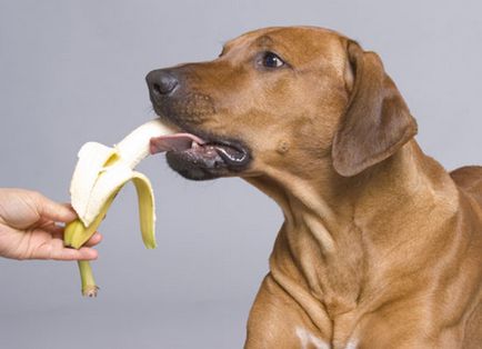 Правилното хранене кучета норми, време, диета