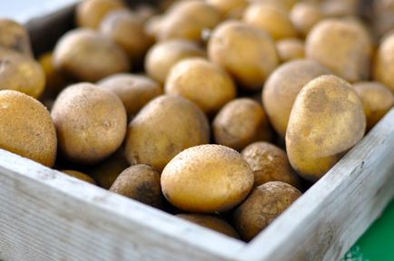 Lure картофи кога и как да въведете