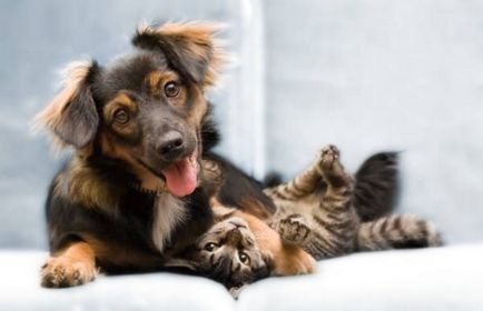 Привикнат кучето да котето или тайните на вечно приятелство