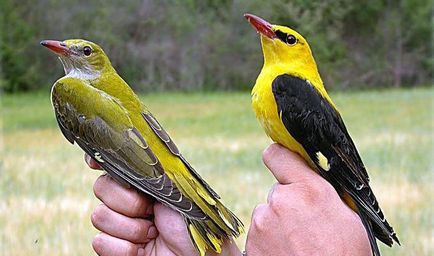 Ориол Bird - описание, местообитание, видове, фото и видео, пеене онлей