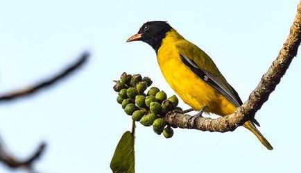 Ориол Bird - описание, местообитание, видове, фото и видео, пеене онлей