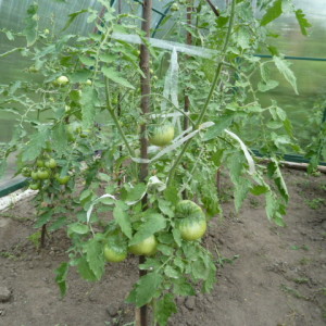Ранните домати през май - градина, без да се притеснява