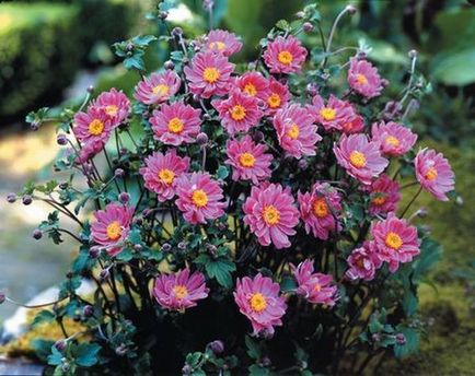 Ранните цветя - пълен каталог на пролетта градински цветя със снимки, цветар Consulting