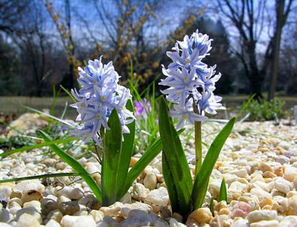 Ранните цветя - пълен каталог на пролетта градински цветя със снимки, цветар Consulting