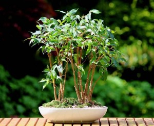 Кажете ни как да образува корона benjamina за домашни любимци Ficus