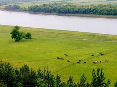 Plains характеристики и видове