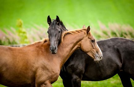 Направи разбор задоволят всички коне пълно описание и характеристики със снимки