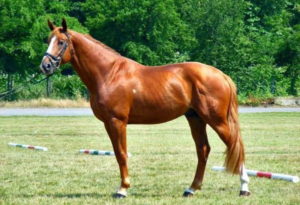 Направи разбор задоволят всички коне пълно описание и характеристики със снимки