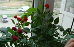 Розов храст в саксия домашни грижи